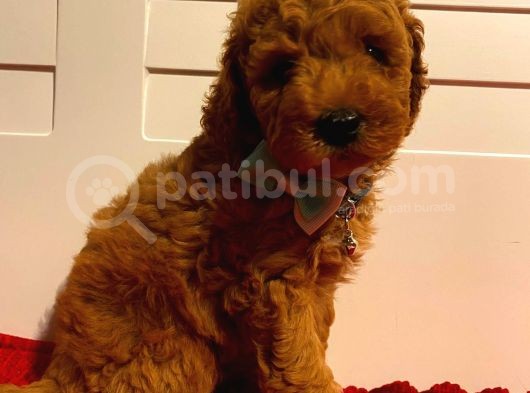 Toy Ve Mi̇nyatür Seçenekli̇ Poodle Yavrular görsel
