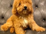 Sevi̇mli̇ Toy Poodle Bebi̇şleri̇mi̇z