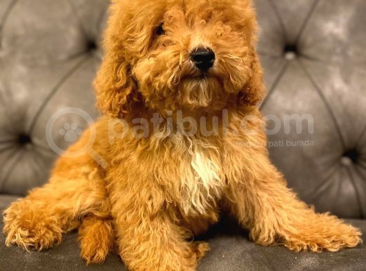 Sevi̇mli̇ Toy Poodle Bebi̇şleri̇mi̇z görsel