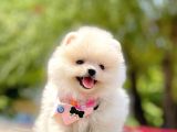Ayıcık Surat Boo Pomeranian Yavrular