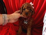 Akıllı Toy Boy Poodle Yavrular