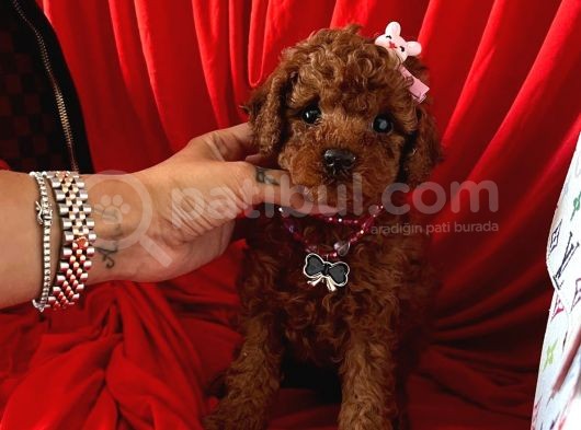 Akıllı Toy Boy Poodle Yavrular görsel