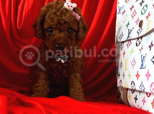 Akıllı Toy Boy Poodle Yavrular görsel