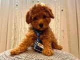 Toy Ve Mi̇nyatür Seçenekli̇ Poodle Yavrular