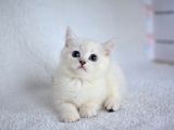 Okyanus Gözlü Si̇lver Poi̇nt Bri̇ti̇sh Shorthai̇r Yavrumuz Erkek