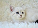 Show Güzelli̇kte Lynx Bri̇ti̇sh Longhai̇r