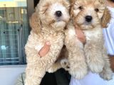 Alerji̇ Yapmayan Koku Yapmayan Toy Poodle Bebi̇şler