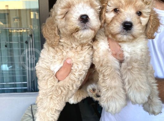 Alerji̇ Yapmayan Koku Yapmayan Toy Poodle Bebi̇şler görsel