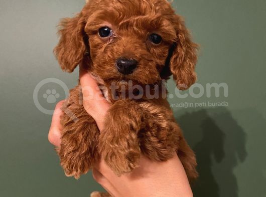 Ev Doğumlu Poodle Bebekler