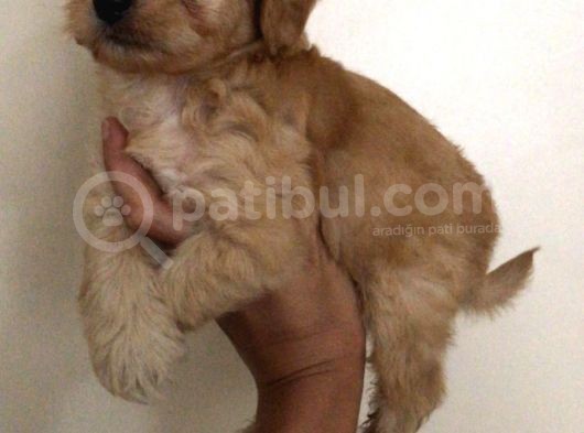 Poodle Tadında Mini Red Maltipo Bebeğim görsel