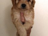 Poodle Tadında Mini Red Maltipo Bebeğim
