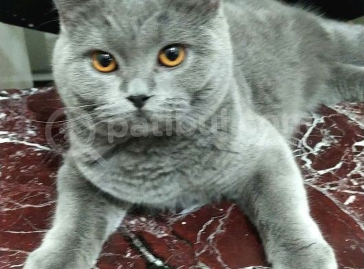 British Gri görsel