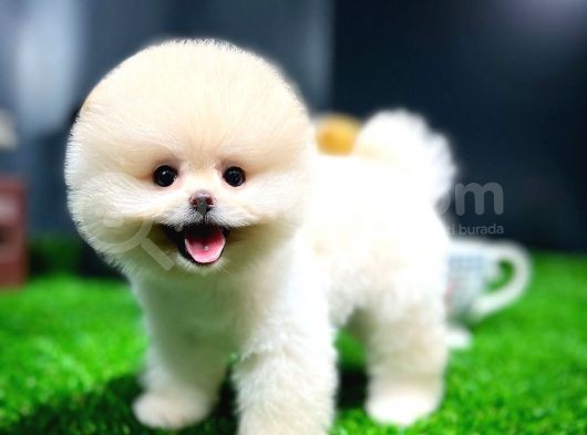 Ayı Surat Pomeranian Boo Yavrularımız
