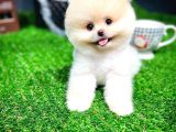 Ayı Surat Pomeranian Boo Yavrularımız