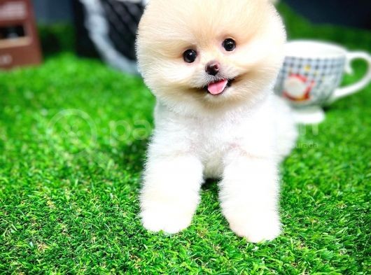 Ayı Surat Pomeranian Boo Yavrularımız görsel