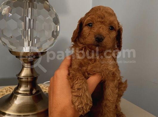 Karamelll Toypoodle ‘In Bebekleriiiiii görsel