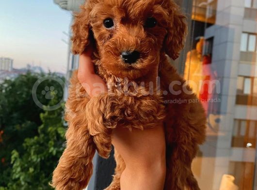 Safkan Ve Korekan Poodle Bebekler görsel