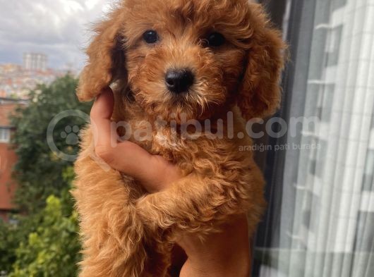 Karamelll Toypoodle ‘In Bebekleriiiiii görsel