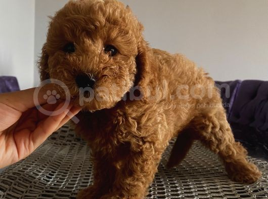 Poodle Bebekler görsel