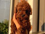 Safkan Ve Korekan Poodle Bebekler
