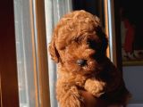 Alerji Yapmayan Tüy Dökmeyen Poodle Bebekler