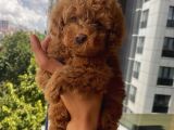 Sağlık Ve Irk Garantili Poodle Yavrularımız