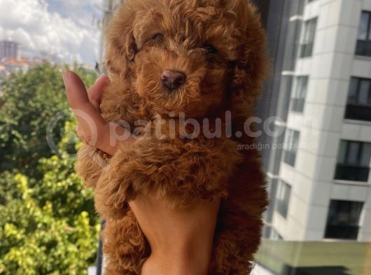 Sağlık Ve Irk Garantili Poodle Yavrularımız görsel