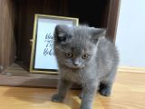 Yavru British Shorthair