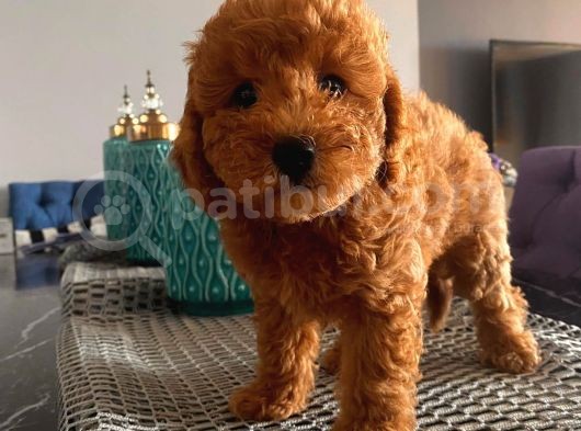 Poodle Bebekler görsel