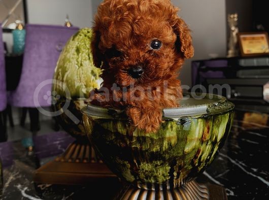 Karamelll Toypoodle’ın Yavrulaaarıııııı görsel