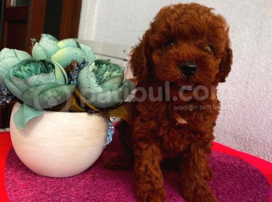 Sağlık Ve Irk Garantili Poodle Yavrularımız görsel