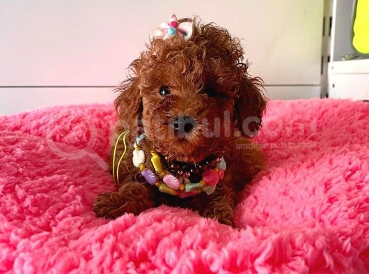 Orjinal Toy Poodle görsel