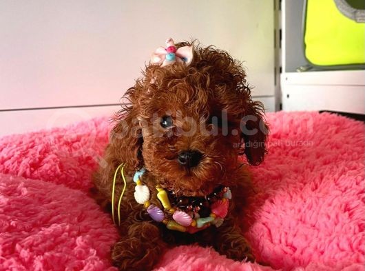 Orjinal Toy Poodle