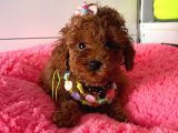 Orjinal Toy Poodle