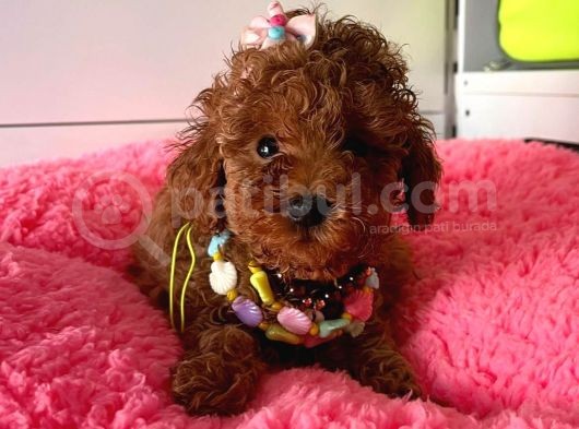 Orjinal Toy Poodle görsel