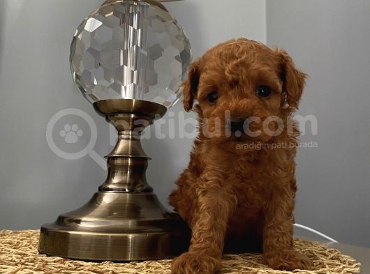 Evde Poodle Bebekler görsel