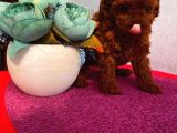 Sağlık Ve Irk Garantili Poodle Yavrularımız