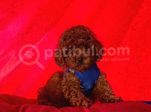 Safkan Toy Poodle Yavrularımız görsel