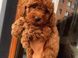 Evde Poodle Bebekler