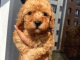 Karamelll Toypoodle’ın Yavrulaaarıııııı