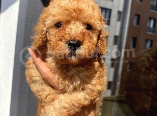Karamelll Toypoodle’ın Yavrulaaarıııııı görsel