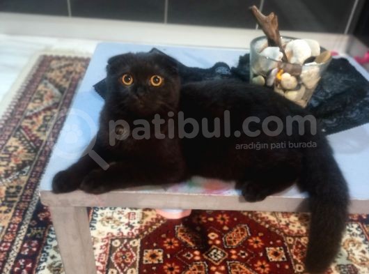 Çikolata Tabby Scottish Fold görsel