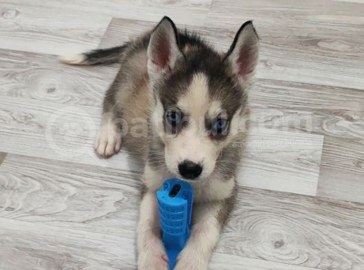 2 Aylık Husky Dişi Yavrumuz görsel