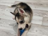 2 Aylık Husky Dişi Yavrumuz