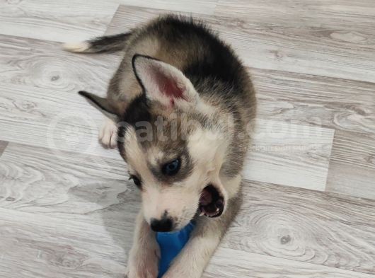 2 Aylık Husky Dişi Yavrumuz görsel