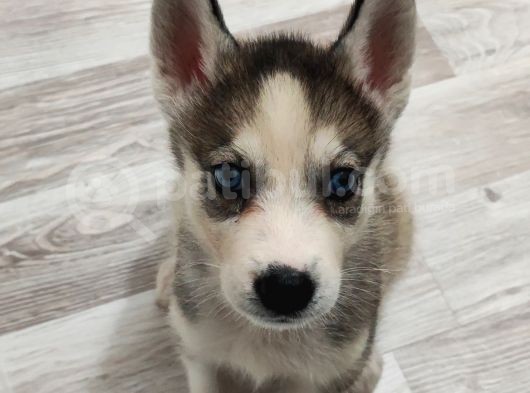 2 Aylık Husky Dişi Yavrumuz