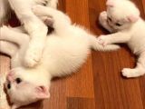Beyaz Top Surat Scottish Fold Ve Straight Yavrular