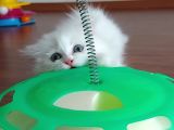 British Longhair Lekesiz Karbeyaz Kızımız
