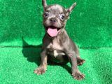 Blue Erkek Safkan French Bulldog