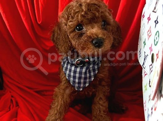 Red Brown Toy Poodle Yavrular görsel